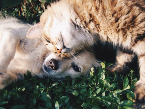 Moving with pets